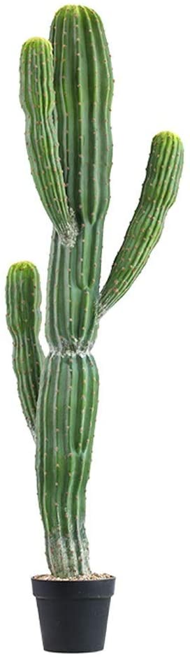 Acheter grand cactus